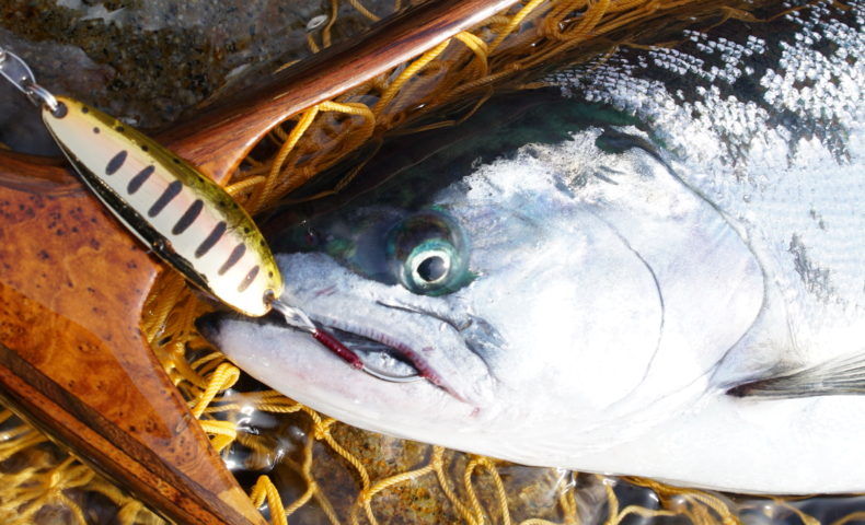 支笏湖4月21日 Do Upでサクラマス Trout Blue