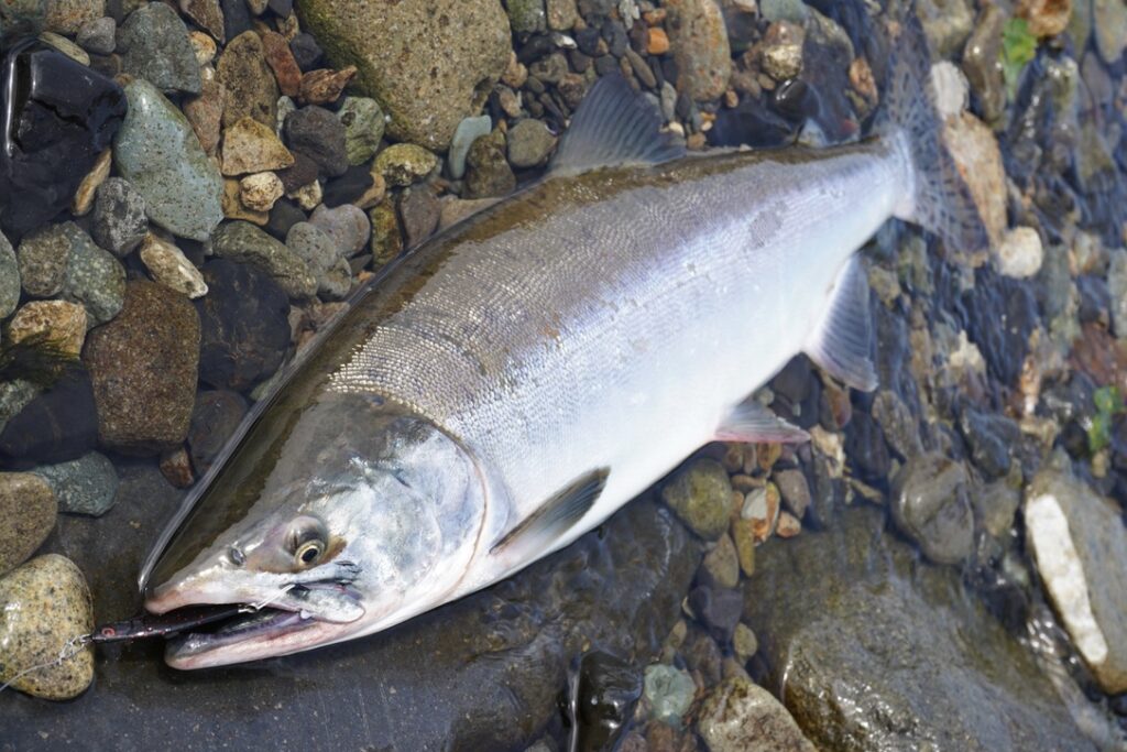 カラフトマス21 調査から釣行へ 何も起こらない と思ったら Trout Blue